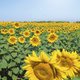 sunflower_field.jpg